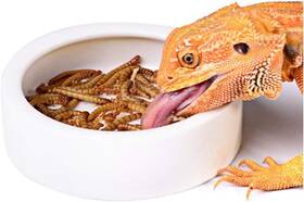 Y876 U&t Reptile Food Water Bowl 2 Pcs Ceramics Worm Dish Anti-escape Large