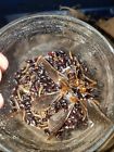 Unbranded Buffalo Beetle And Larvae For Cleaning Crew Beeltes