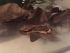 Unbranded Crested Gecko Live Baby Pet Lizard Hatched Early