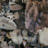 Unbranded Cubaris Isopods Terrarium Cuc Bioactive Edge