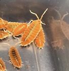 Unbranded Giant Spanish Isopods Porcellio Magnificus Isopod