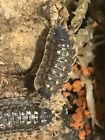 Unbranded Live Isopods Vivarium Clean Up Crew Feeders Culisticus Convexus
