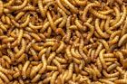 Unbranded Live Large Mealworms Free Shipping
