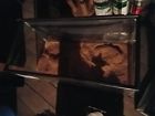 Unbranded Snake Pet Equipment Kinds
