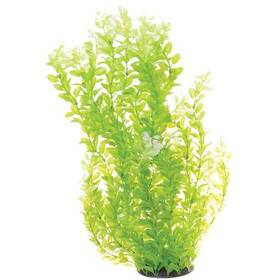 Underwater Treasures 628742002849 White Tipped Cardamine Plant Select Size 24 Inch