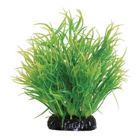 Underwater Treasures 628742011810 Lemon Grass Plant 6 Inch