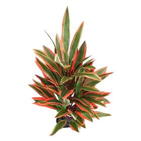 Underwater Treasures 628742308224 Dragon Marsh Lily