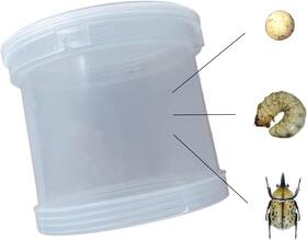 Ch-02 Uwilvwil Uwilviwl Beetle Reptile Terrarium Kit Plastic Cricket Keeper For Bugs Ch-02 Uwilvwil Uwilviwl Beetle Reptile Terrarium Kit Plastic Cricket Keeper For Bugs
