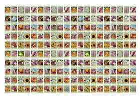 Valley Greene 630194024096 Set Of 200 Assorted Flower Seed Packets Seeds In Bulk - 20 Varieties