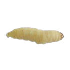 Ba000053194 Waxlg Timberline Live Waxworms Galleria