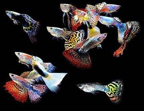 Worldwidetropicals 796716618966 Live Freshwater Aquarium Fish - 5-pack Of Mixed Color Male Guppies By