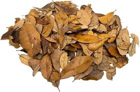 Xyzreptiles 850014649128 Premium Live Oak Leaf Litter Isopod Substrate Terrarium Bedding 1 Gallon