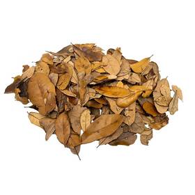 Xyzreptiles 850014649135 Premium Live Oak Leaf Litter Isopod Substrate Terrarium Bedding 1/2 Gallon