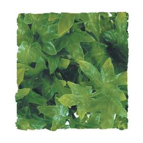 Zoo Med 097612180121 Ra Congo Ivy - Small 3 Pack