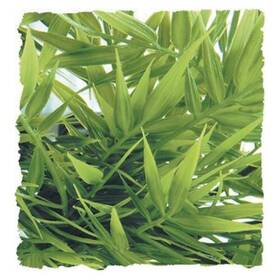 Zoo Med 097612180398 Ra Madagascar Bamboo - Large 2 Pack