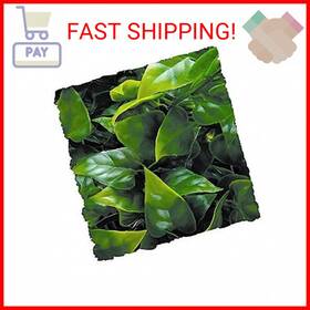 Bu-10 Zoo Med Mexican Phyllo Small