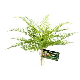 Bu-62 Zoo Med Naturalistic Flora Lace Fern Terrarium Plant Green