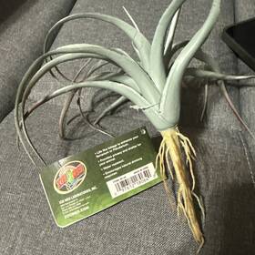 Bu-64 Zoo Med Naturalistic Flora -tillandsia Air Plant - For Terrariums Or Paludariums