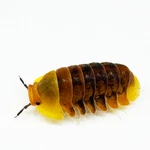 Factory 10+ Cubaris Sp. Rubber Ducky Isopods Bioactive Clean Up Crew. Fixed Price $89.95.