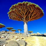 10 Dragon's Blood Tree Seeds (dracaena Draco) Exotic Canary Island Palm Bonsai. Fixed Price $9.95.