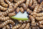Live Superworms 25 - 3000 + Bonus Reptile Feeders Food Insects. Fixed Price $14.99.