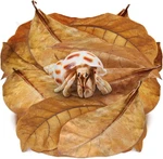 Sungrow Large Hermit Crab Catappa Indian Count (pack Of 10), Brown. Fixed Price $9.08.