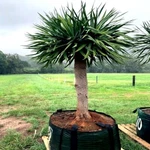 20 Dragon's Blood Tree Seeds (dracaena Draco) Exotic Canary Island Palm Bonsai. Fixed Price $16.10.