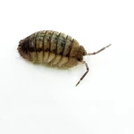Factory 15+ Armadillidium Peraccae Isopods Bioactive Terrarium Clean Up. Fixed Price $23.95.
