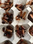 Red Runner Roaches Live Feeders Reptile Food Birds Fish. Fixed Price $52.98.