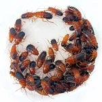 Exo-morphs Red Runner Roaches (blatta Lateralis) Live Arrival Guaranteed. Fixed Price $45.00.
