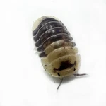 Factory 6+ Cubaris Sp. Snow Bee Isopods Bioactive Clean Up Crew. Fixed Price $79.95.