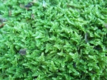 Gallon Bag Live Sheet Moss Scraps For Between Patio Stones Milkshake. Fixed Price $13.75.