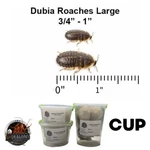 Live Dubia Roaches Large 3/4" To 1" Qty 50-400 Reptile Feeders Guarantee. Fixed Price $27.90.