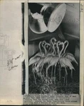 1970 Press Photo Flamingos Flock By Heat Lamps Stanley Park Zoo Vancouver. Fixed Price $24.99.