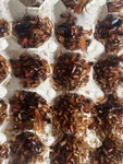 Red Runner Roaches (blatta Lateralis) Reptile Feeders Live Arrival Guaranteed. Fixed Price $48.98.