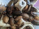 Dubia Roaches Naturally Fed, Multiple Sizes, Juvenile To Adult, Reptile Feeders!. Fixed Price $29.00.