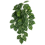 Komodo Two-toned Leaf Hanging Plant Each/sm, 16 By. Fixed Price $17.32.