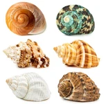 Wedosoy 6PCS Medium Large Hermit Crab Shells Size: 2.8" - 3.9". Fixed Price $25.70.