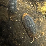 Factory 25+ Sinodillo Sp. Vietnam Isopods Rare Bioactive Clean Up Crew. Fixed Price $109.95.