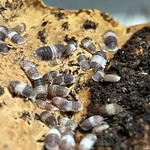 12 Ct. Cubaris Sp. "panda King" Isopods Exo-morphs Live Arrival. Fixed Price $45.00.