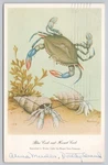 Lake Wales Florida Blue Crab And Hermit By Roger Tory Peterson Vtg Postcard. Fixed Price $7.99.