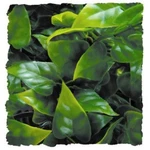 Zoo Med Natural Bush Mexican Phyllo Plant (size Options). Fixed Price $9.95.