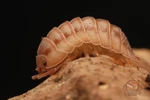 A. Nasatum "peach" Isopod - Bioactive Clean Up Crew Choose Your Count. Fixed Price $20.00.