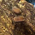 Factory 25+ Cubaris Sp. Red Pak Chong Isopods Bioactive Clean Up Crew. Fixed Price $69.95.