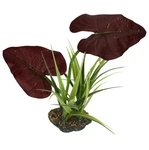 Komodo Rainforest Canopy Plant. Fixed Price $15.99.
