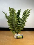 Exo Boston Fern Artificial Plant For Terrariums Multi Color Medium Size. Fixed Price $9.95.