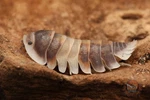 Cubaris Sp. "cappuccino" Isopod - Bioactive Clean Up Crew Choose Your Count. Fixed Price $90.00.