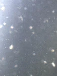 Live Daphnia Magna 100+ Free Starter Culture Kit. Fixed Price $14.99.