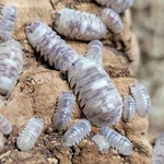 10CT Armadillidium Espanyoli Marbelized Isopod Bioactive Cleanup Crew Super Cool. Fixed Price $28.00.