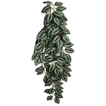 Komodo Zebrina Hanging Plant 1 Each/lg, 26 By. Fixed Price $21.55.